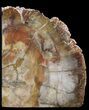Madagascar Petrified Wood Bookends - Tall #41501-2